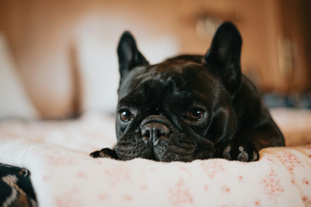 french bulldog rescue and adoption