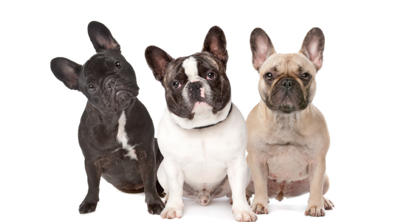 French Bulldog Rescue and Adoption: A Comprehensive Guide