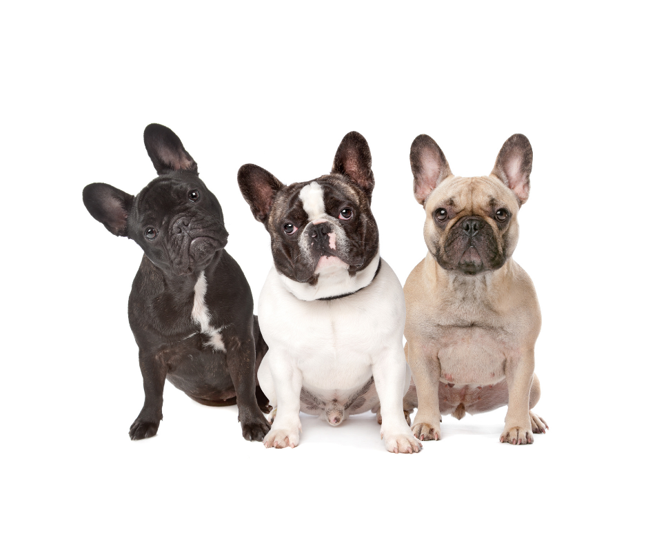 French Bulldog Rescue and Adoption: A Comprehensive Guide