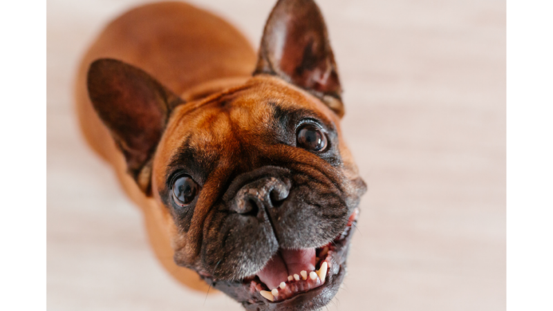 15 Fun Facts About French Bulldogs