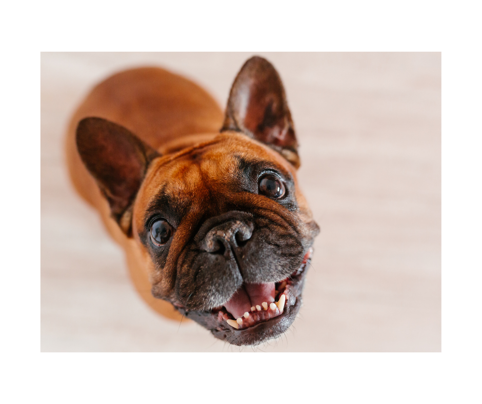 15 Fun Facts About French Bulldogs