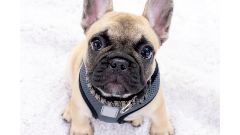 A Guide To Mini French Bulldogs