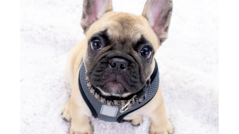 Mini French Bulldogs: A Comprehensive Guide to the Breed