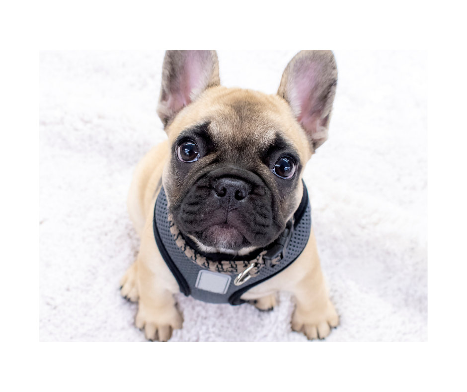 Mini French Bulldogs: A Comprehensive Guide to the Breed