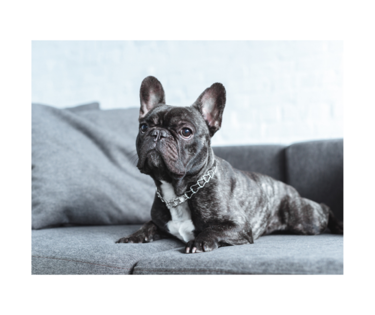 The Lifespan of a French Bulldog French Bulldog 101