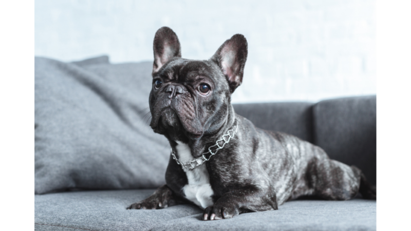 The Lifespan of a French Bulldog