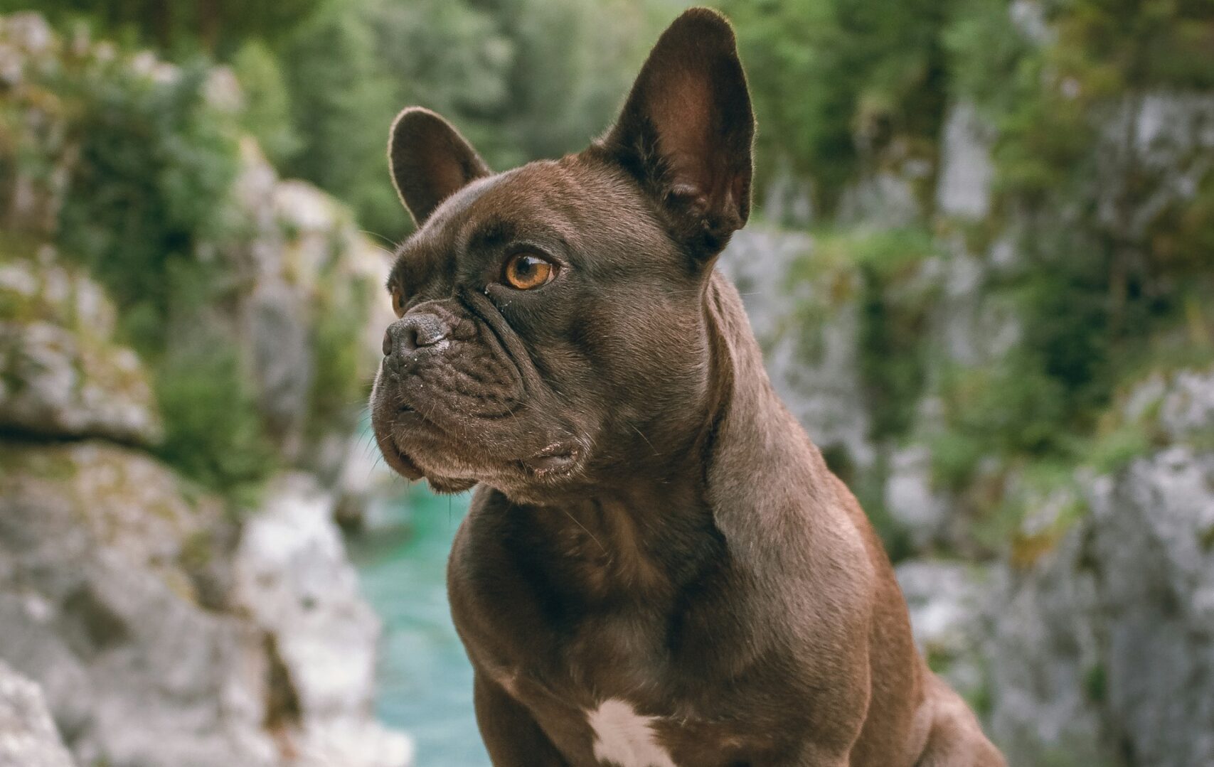 adult french bulldog