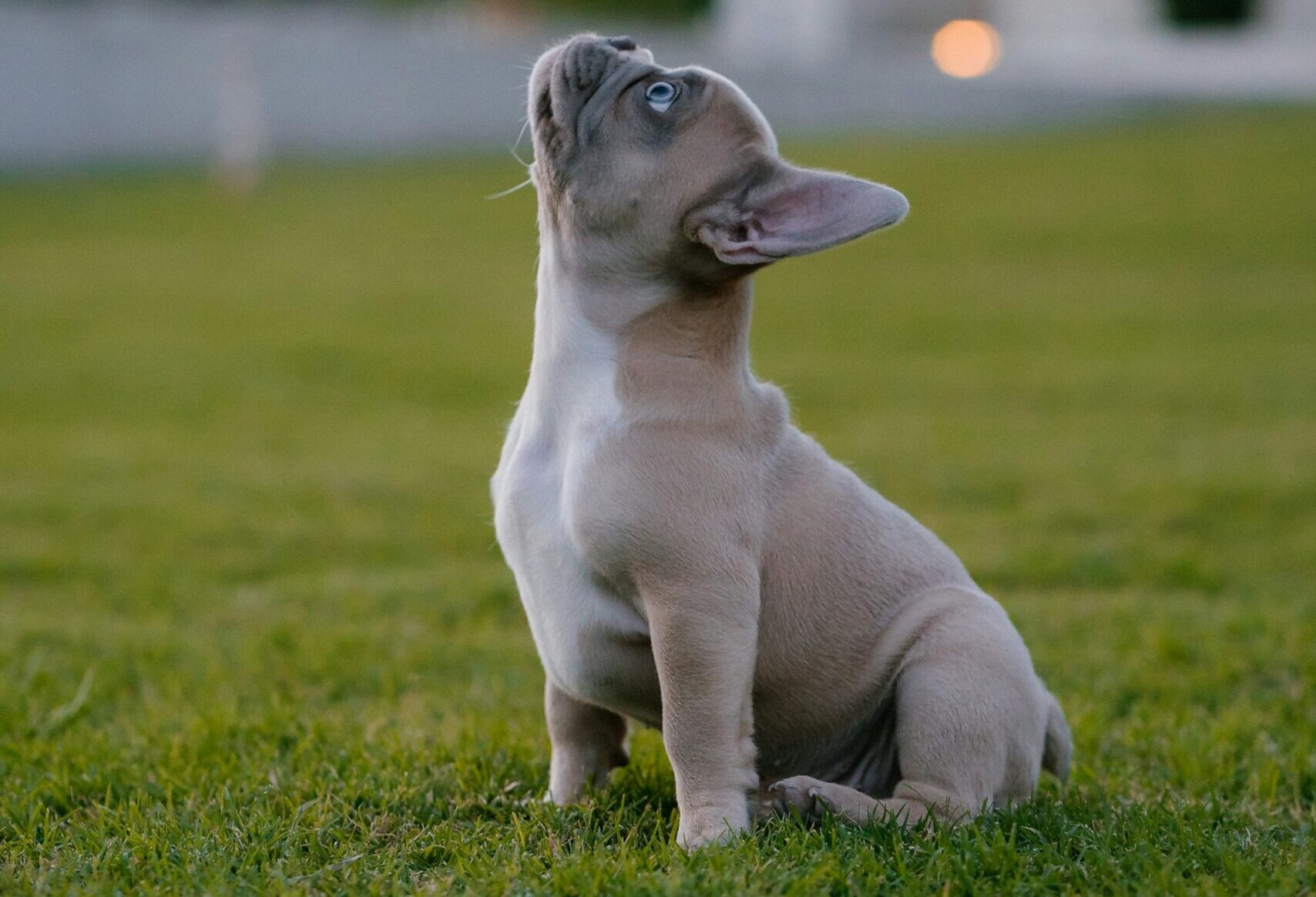 adult french bulldog