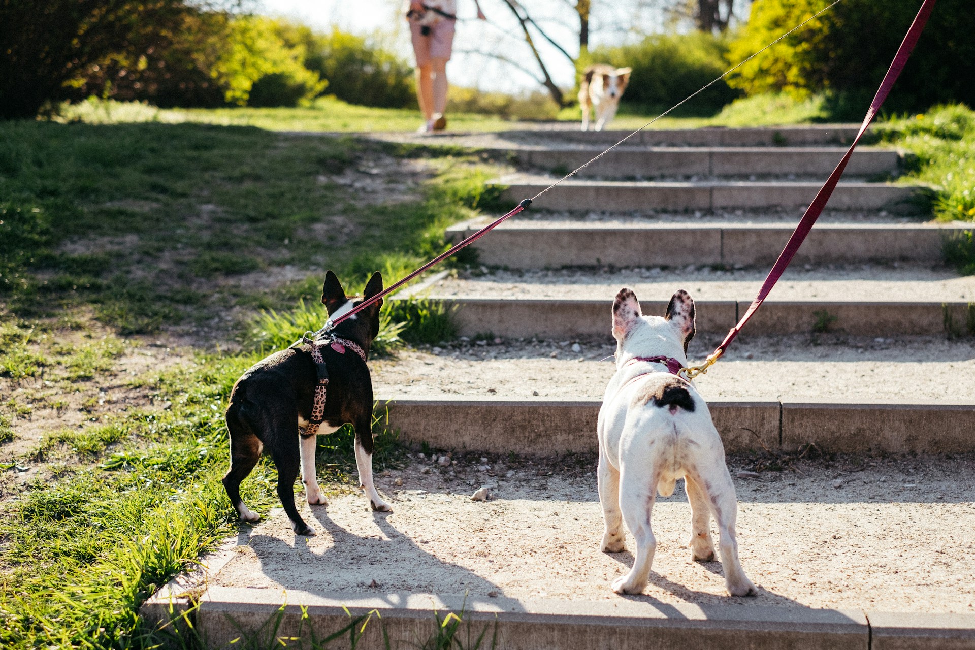 French Bulldog vs Boston Terrier: A Comprehensive Breed Comparison