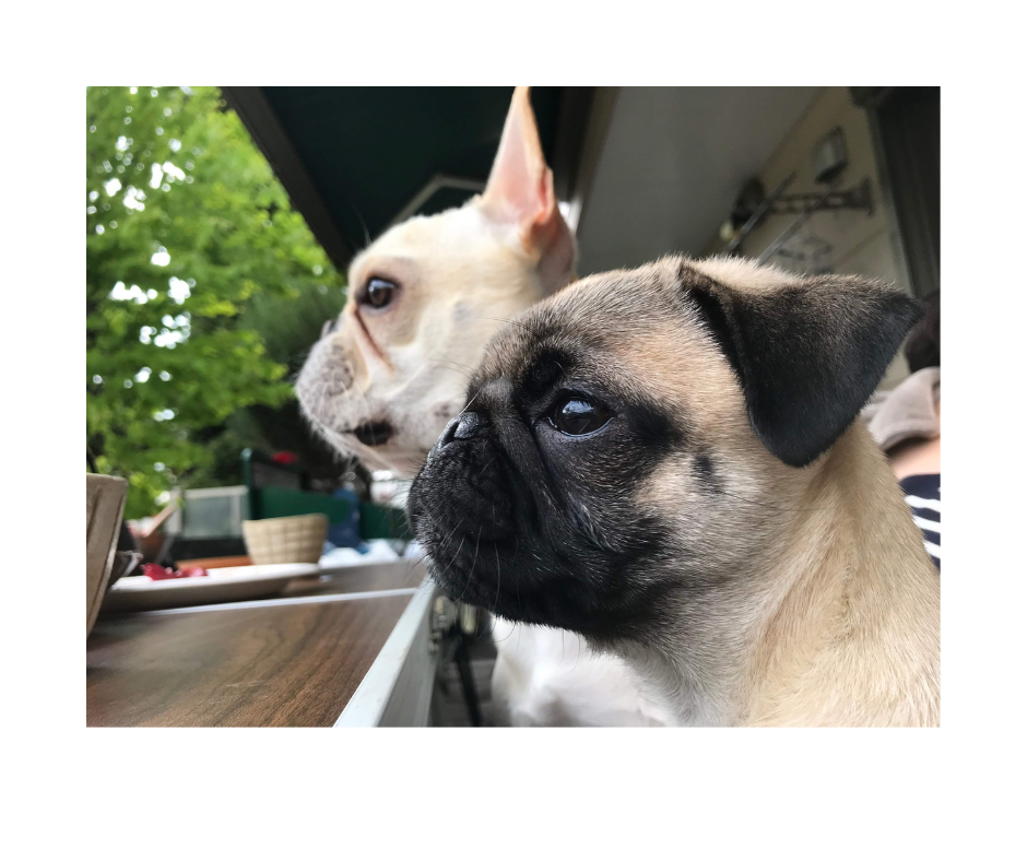 French Bulldog vs Pug: 16 Similarities and Differences