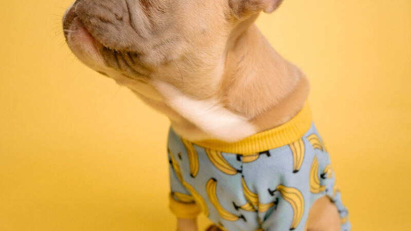 Do French Bulldogs Shed? (Plus 7 Simple Solutions!)