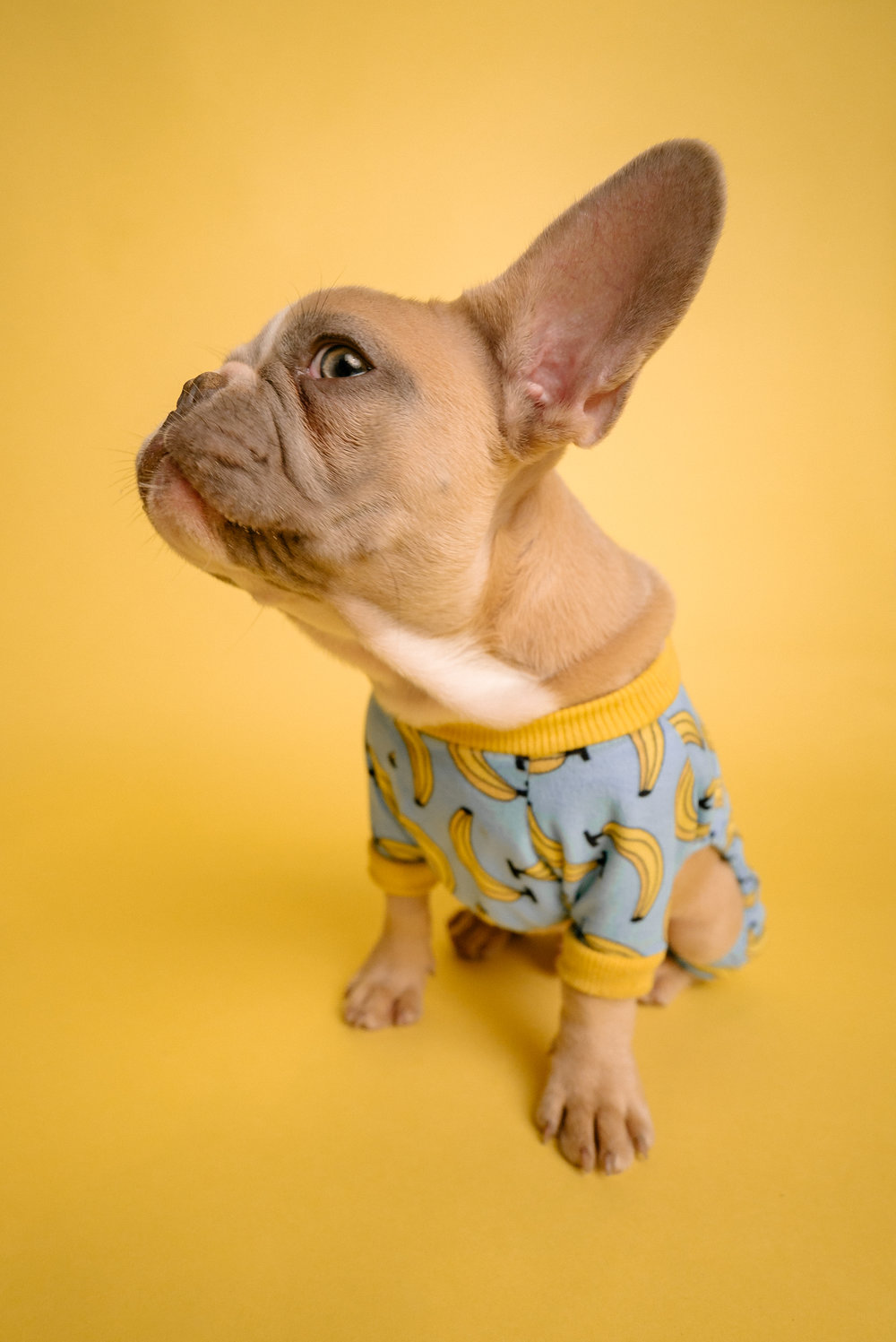 Do French Bulldogs Shed? (Plus 7 Simple Solutions!)