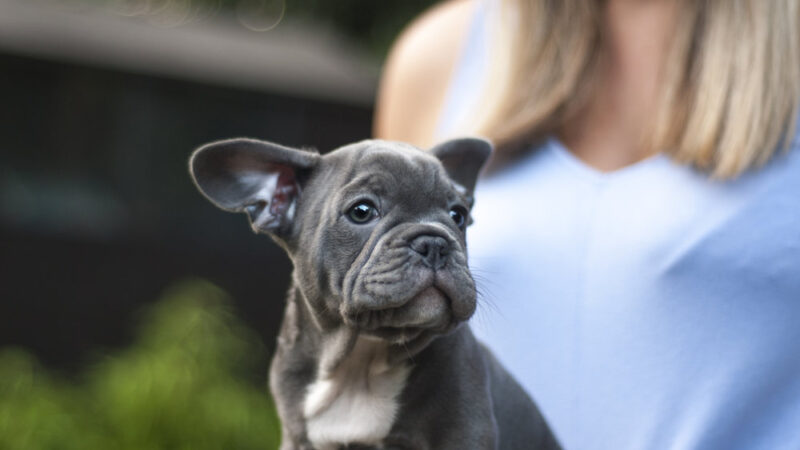 French Bulldog Puppy : A Complete Owners Guide