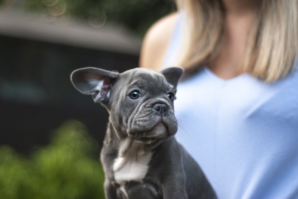 French Bulldog Puppy : A Complete Owners Guide