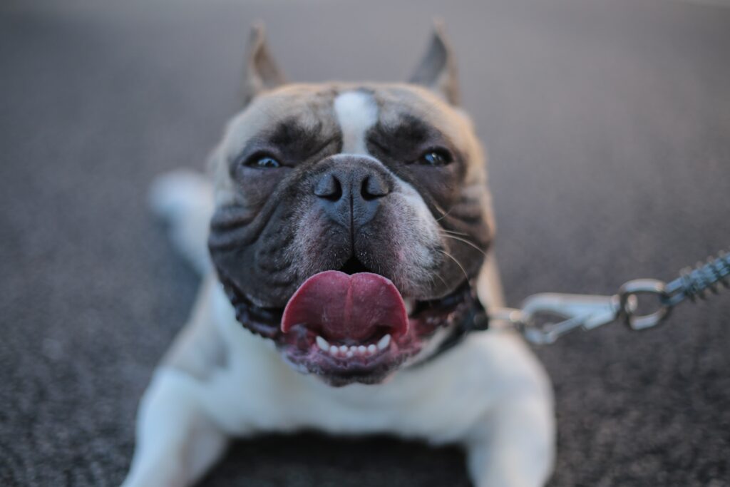 french bulldog clubs and meetups 