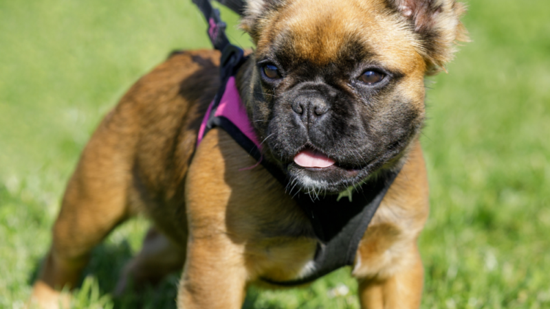 Fluffy Frenchies: Your Long-Haired French Bulldog Guide