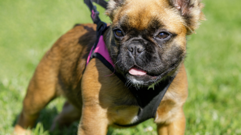 Your Complete Guide to Understanding the Fluffy Frenchie