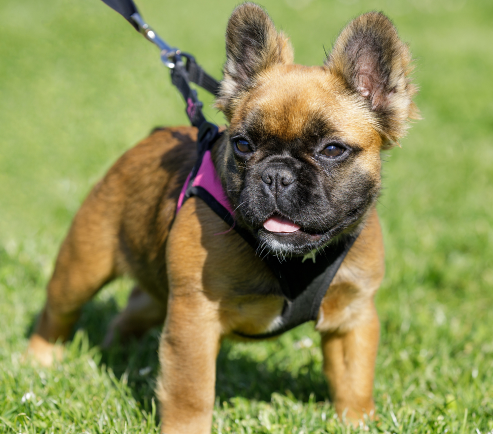 Your Complete Guide to Understanding the Fluffy Frenchie