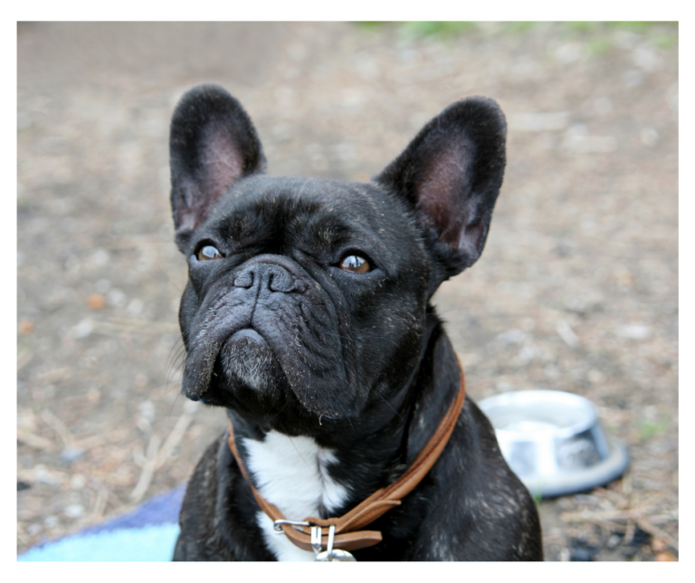 7 French Bulldog Clubs in America - French Bulldog 101