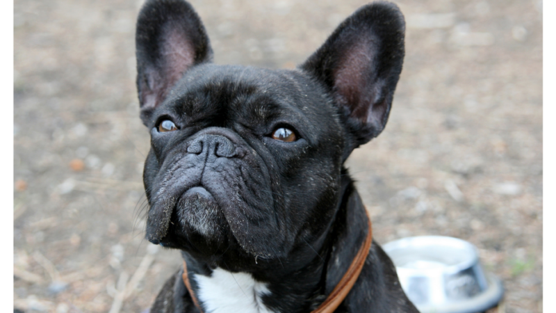 7 French Bulldog Clubs in America