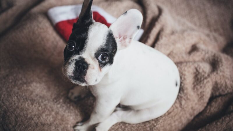 Frenchton: 10 Facts You Should Know About This Breed