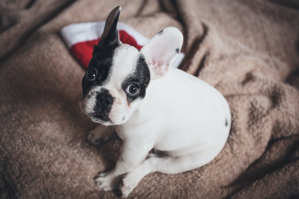 Frenchton: 10 Facts You Should Know About This Breed