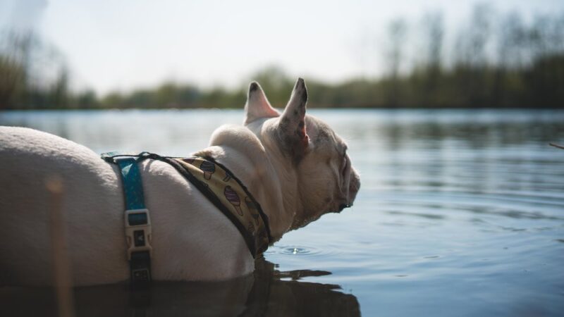 20 Signs and Solutions for Overweight French Bulldogs