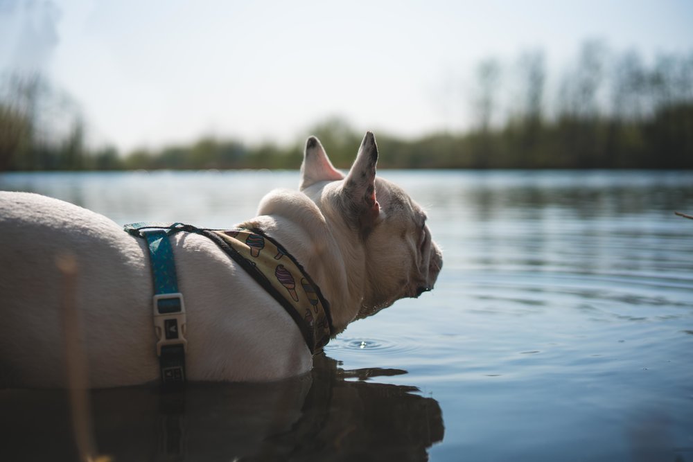 20 Signs and Solutions for Overweight French Bulldogs