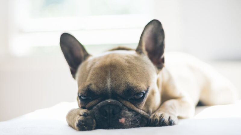 Are French Bulldogs Lazy?