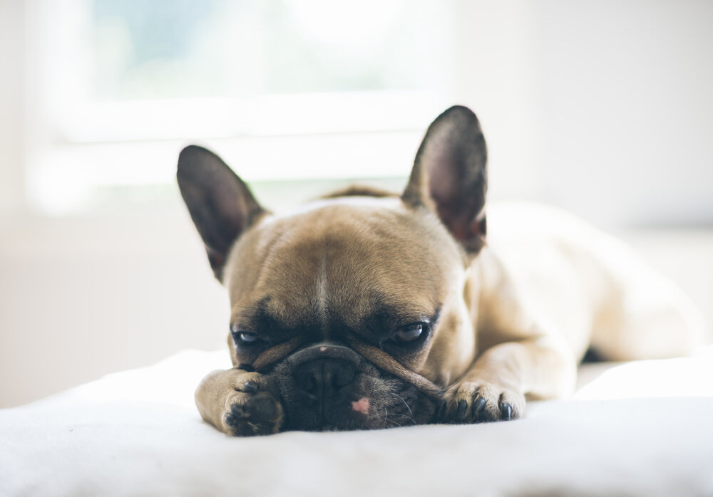 Are French Bulldogs Lazy?