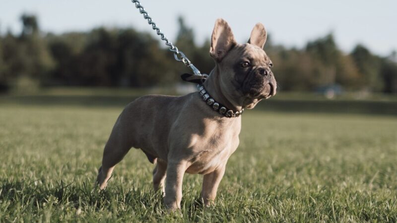 Merle French Bulldogs: The Most Unique Frenchie