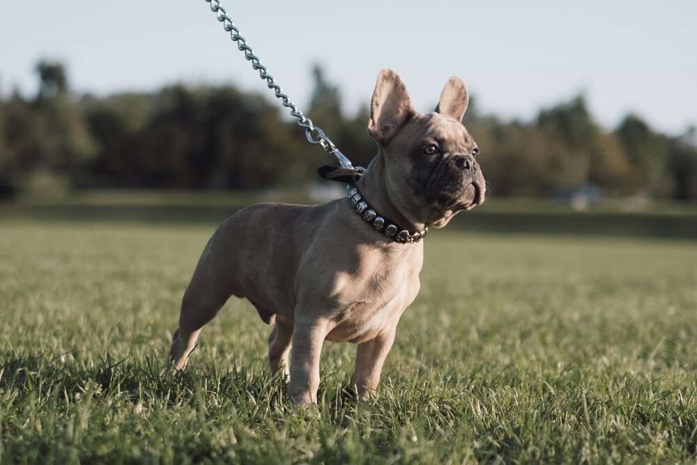 Merle French Bulldogs: The Most Unique Frenchie