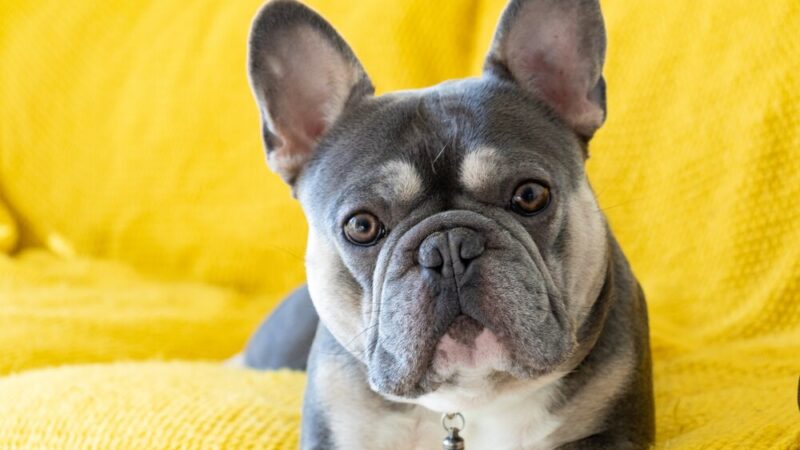 20 Reasons Why French Bulldogs Make Good Pets