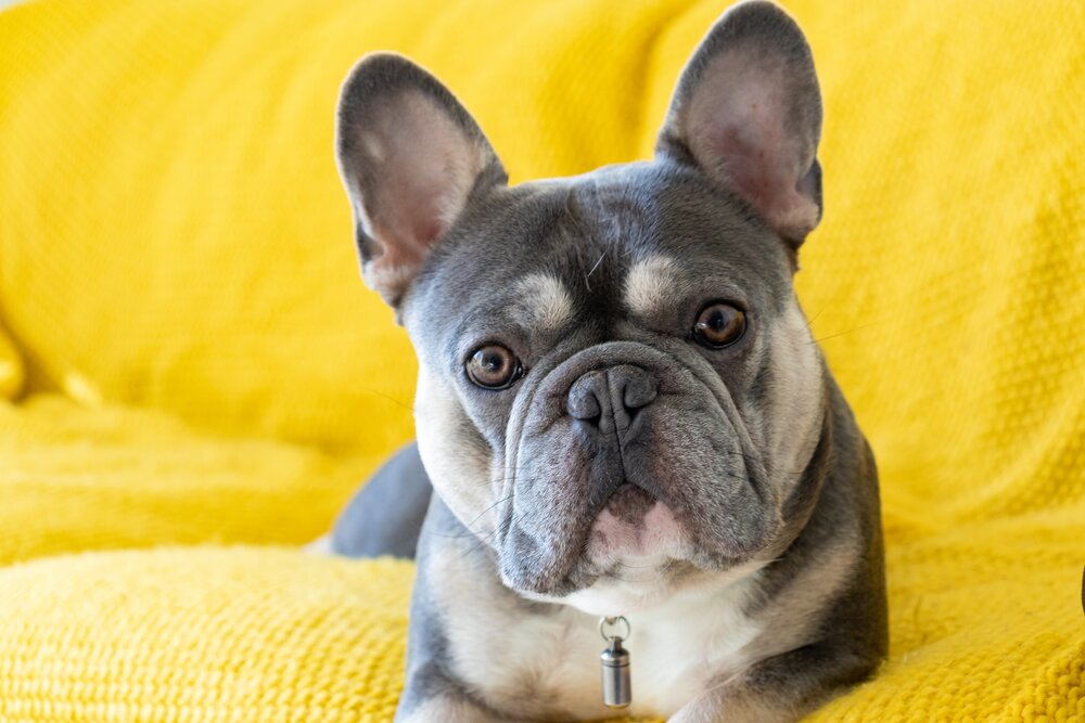 20 Reasons Why French Bulldogs Make Good Pets