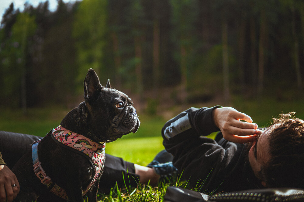 French Bulldog Tail : An Easy Guide