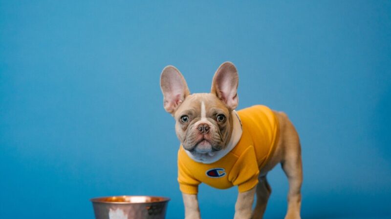 10 Key Reasons Why French Bulldogs Are SO Expensive