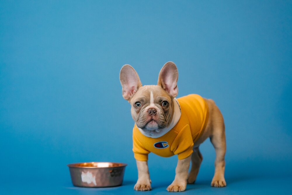10 Key Reasons Why French Bulldogs Are SO Expensive