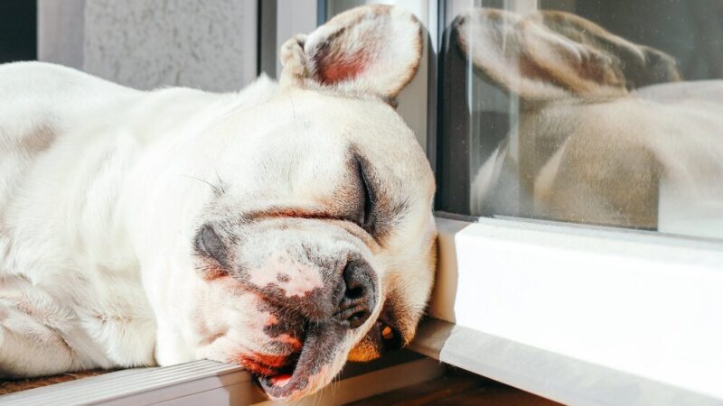 French Bulldog Snoring Problems: Top Reasons and Remedies