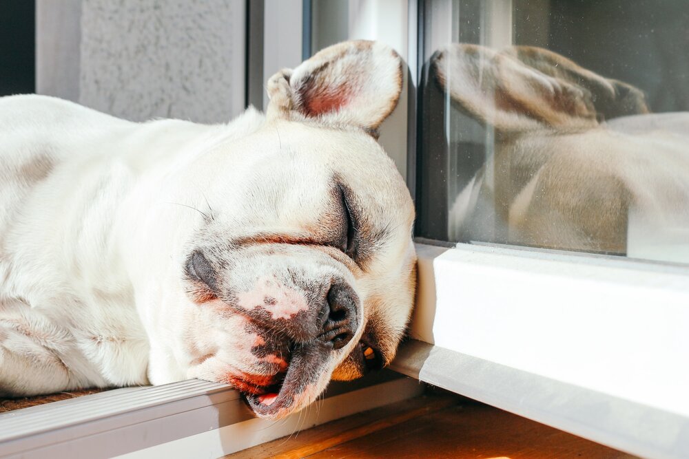 French Bulldog Snoring Problems: Top Reasons and Remedies