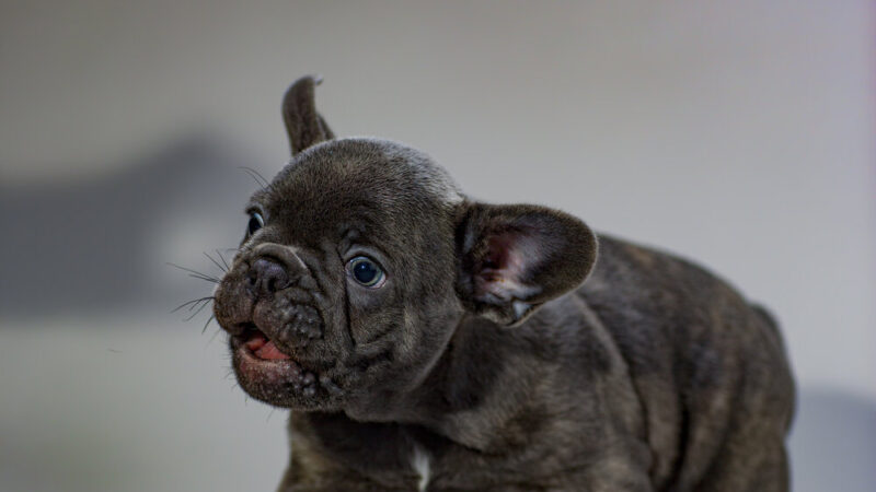 10 Facts About Blue Eyed French Bulldogs