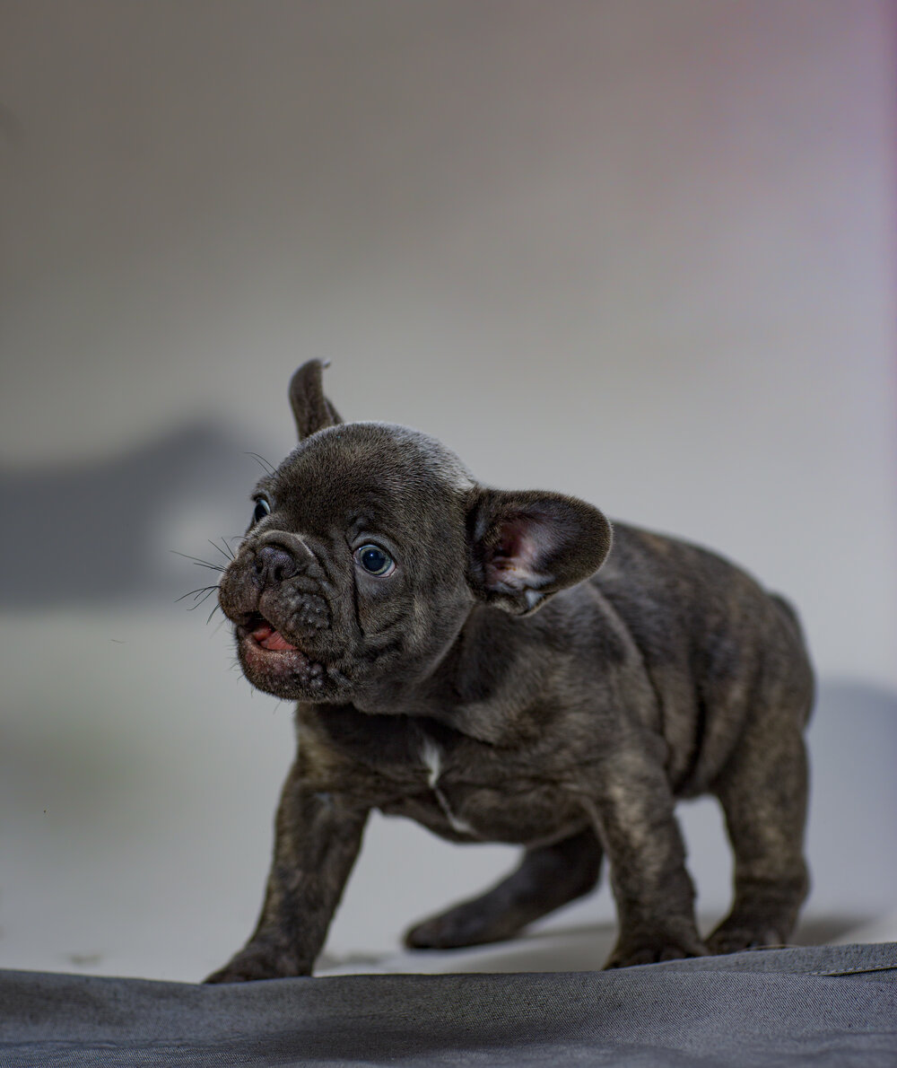 10 Facts About Blue Eyed French Bulldogs