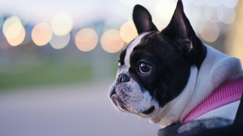 10 Key Tips for Flying With Your French Bulldog
