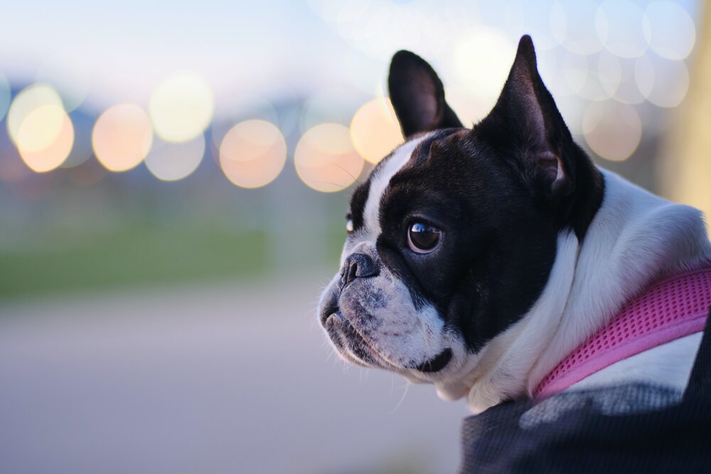best airline approved pet carrier for french bulldog
