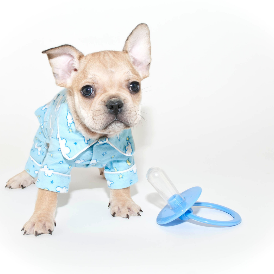 The 7 Best Pajamas For Your French Bulldog