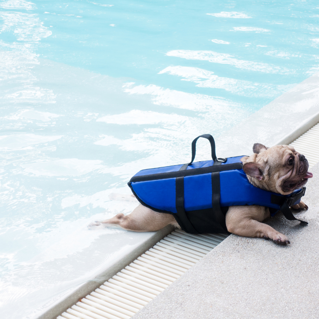 The 10 Best Life Jackets for French Bulldogs