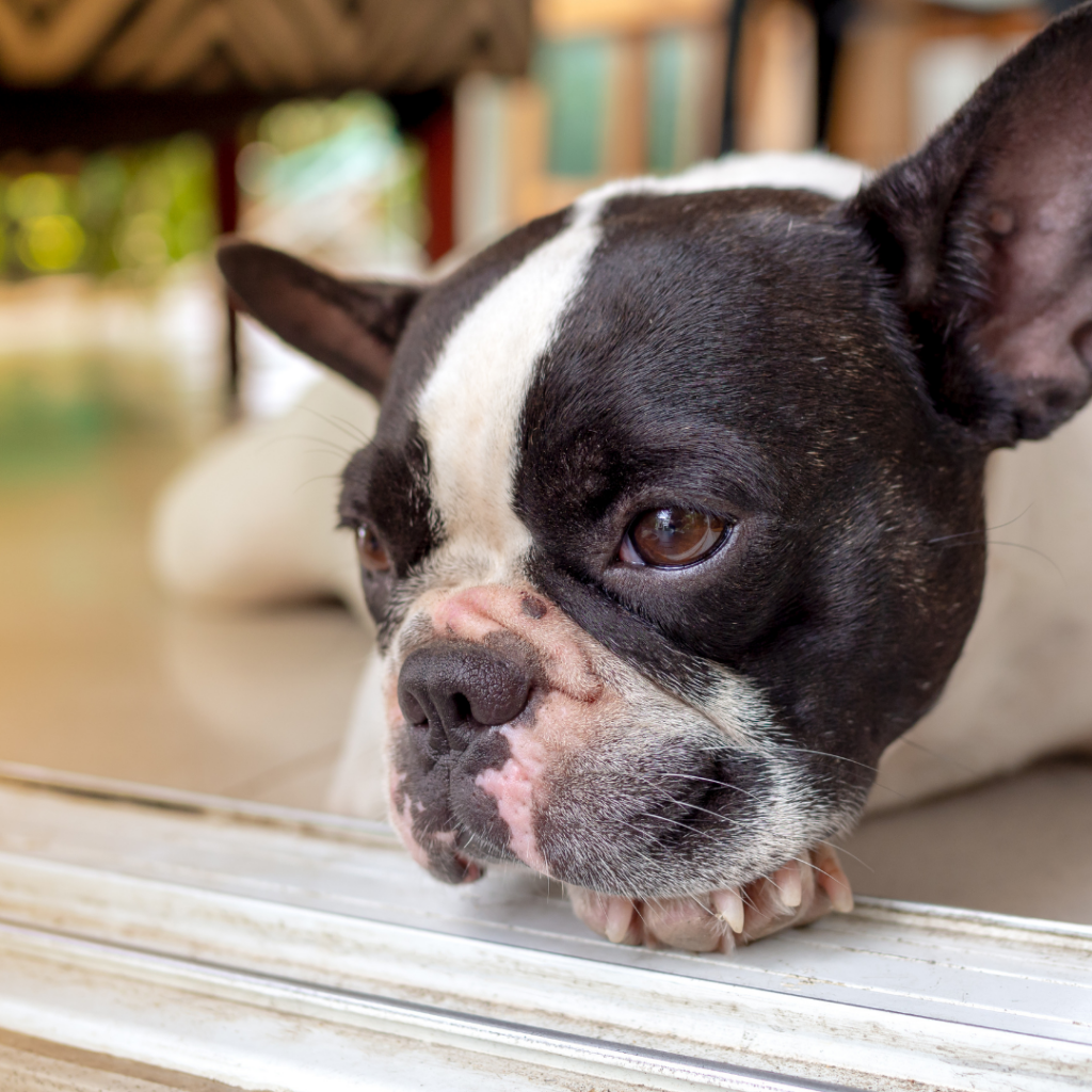 do french bulldogs and cats get along 