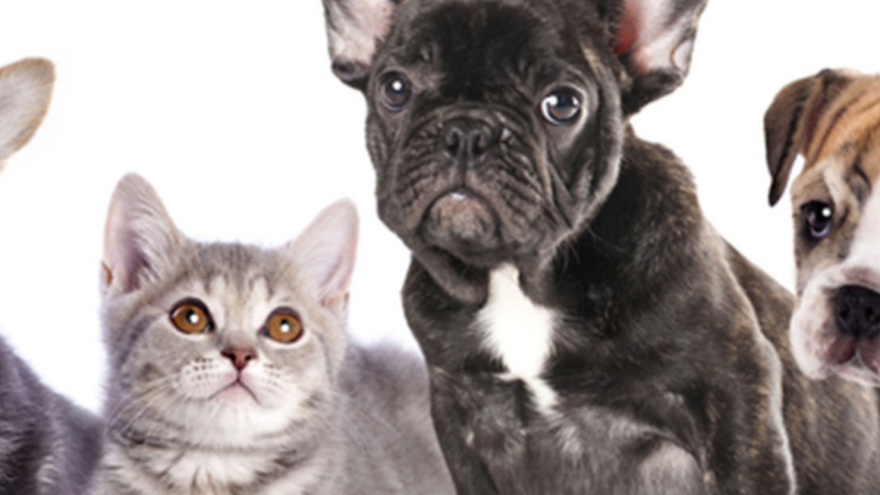 Do French Bulldogs Get Along With Cats? A 7 Step Guide