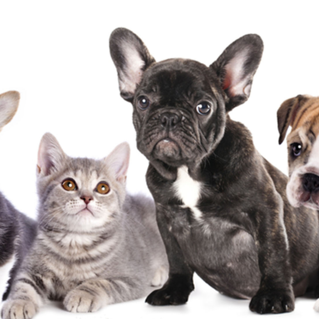 Do French Bulldogs Get Along With Cats? A 7 Step Guide