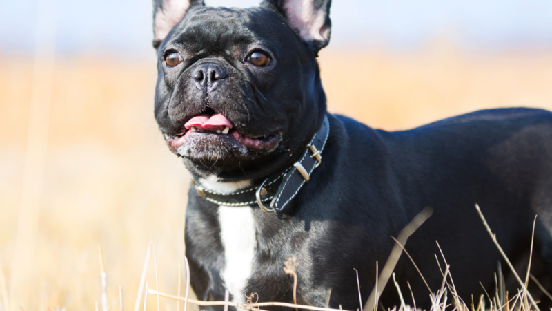 7 Tips For Surviving Hot Weather With Your French Bulldog