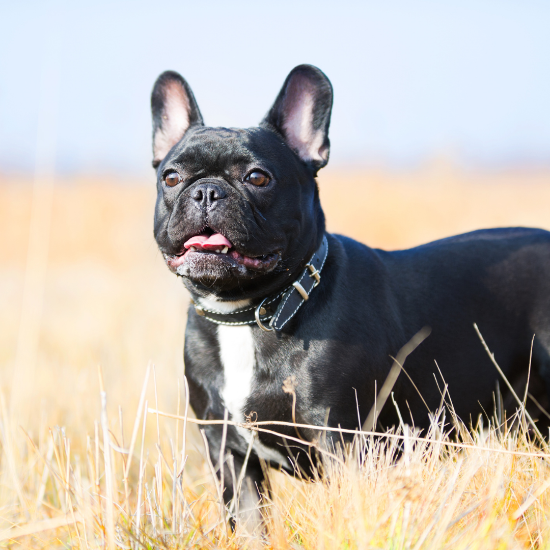 7 Tips For Surviving Hot Weather With Your French Bulldog